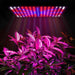 2000W 225 LED Grow Light Hydroponic Kits Growing Lamp Plant Flower Veg Indoor - Battery Mate